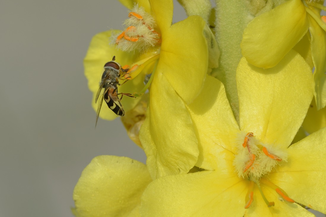 Syrphidae da ID